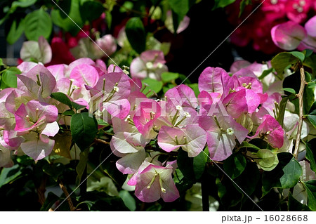 ブーゲンビレア 16028668