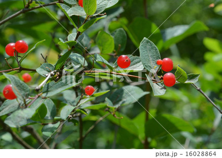 ヒョウタンボクの実 ヒョウタンボクの実 16028864