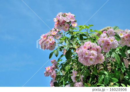 バラ園の風景 16028906