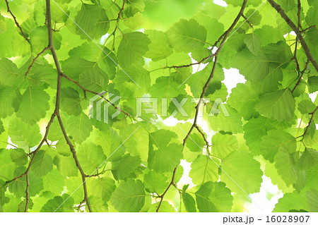 自然　植物　ヤマハンノキ、葉の裏にビロード状の毛のある『ケヤマハンノキ』の変種のようです 16028907
