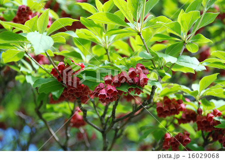 サラサドウダン 16029068