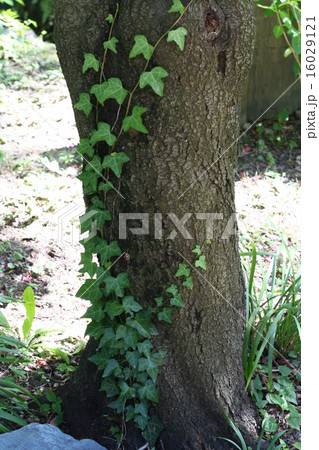 緑の模様 16029121