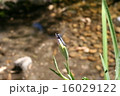 とんぼ 16029122