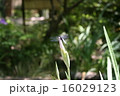 とんぼ 16029123