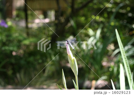 とんぼ 16029123