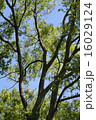 木のある風景 16029124