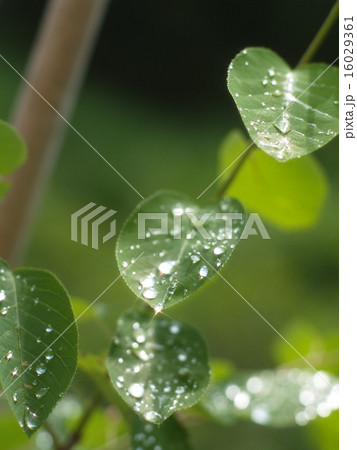 雨上がり 16029361