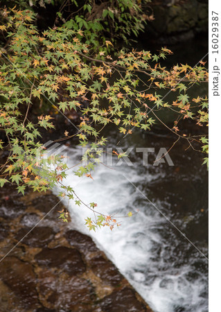 紅葉の鞍馬街道と御手洗川 16029387