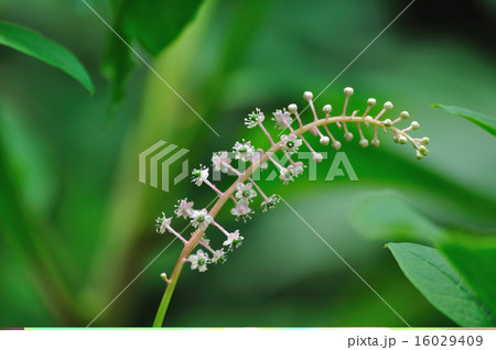 洋種山牛蒡（ようしゅやまごぼう）の花 16029409