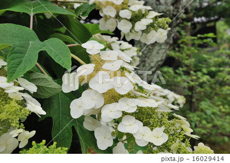 柏葉紫陽花（両性花の開花） 16029414