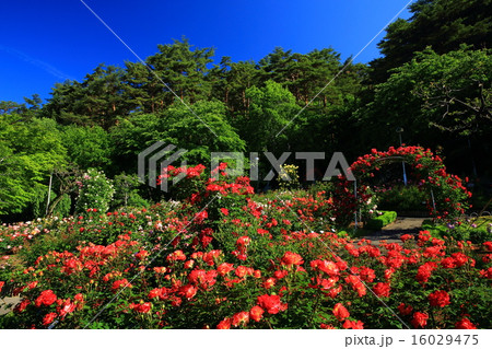 岩手県花巻市 花巻温泉 バラ園の写真素材