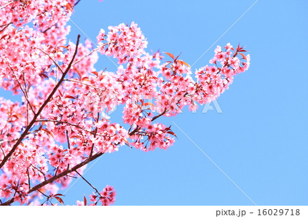Cherry Blossoms 16029718
