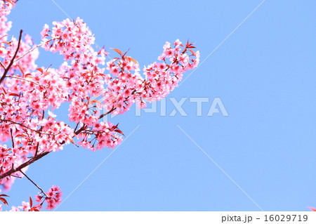 Cherry Blossoms Cherry Blossoms 16029719