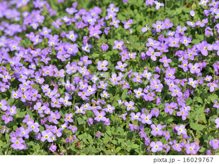 紫の花園 16029767