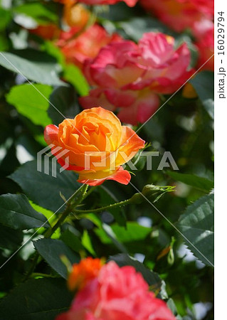 バラの花 バラの花 16029794