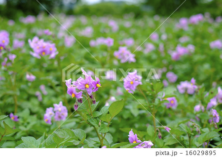 男爵芋の花　ジャガイモの花畑 16029895