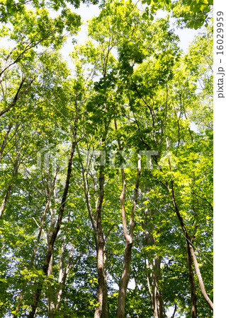 中島台ブナ林 中島台ブナ林 16029959