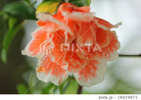 雨に濡れて咲く柘榴（ざくろ）の花 16029971