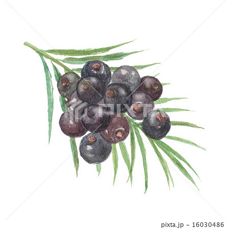 アサイー アサイー 16030486