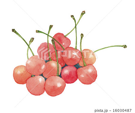 さくらんぼ　佐藤錦 16030487