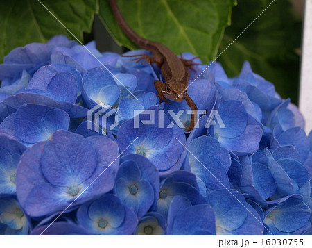 あじさい 16030755