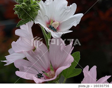 そっちはどうだい そっちはどうだい 16030756