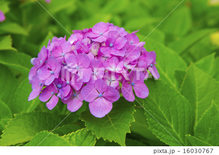 紫陽花 16030767