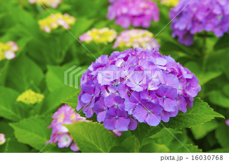 紫陽花 16030768