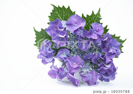 青紫色のガクアジサイ 16030788
