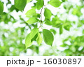 緑の葉 16030897