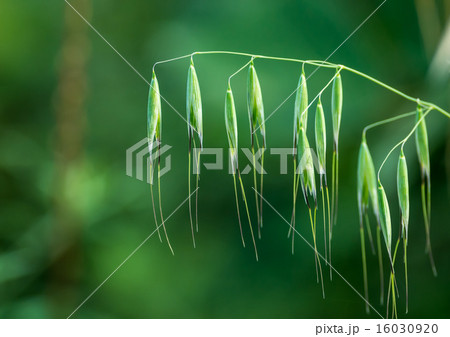 カラスムギの若い穂 16030920