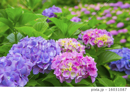 紫陽花 16031087