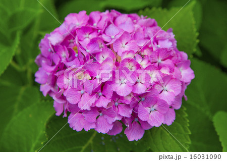 紫陽花 16031090