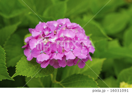 紫陽花 紫陽花 16031091