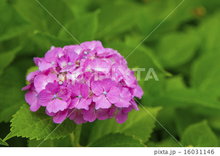 紫陽花 16031146