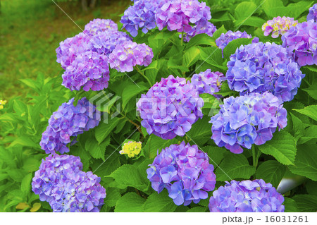 紫陽花 16031261