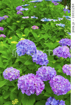 紫陽花 紫陽花 16031264