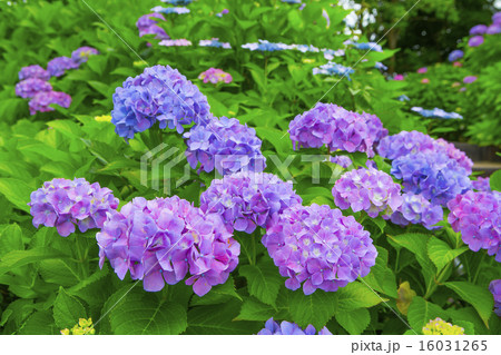 紫陽花 紫陽花 16031265