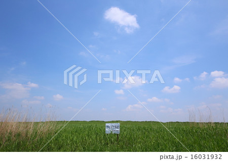 渡良瀬遊水地 16031932