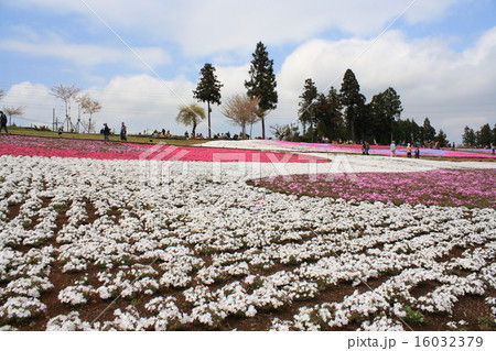 羊山公園の芝桜と武甲山 16032379