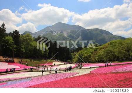 羊山公園芝桜の丘と武甲山(埼玉県秩父市) 羊山公園芝桜の丘と武甲山(埼玉県秩父市) 16032389