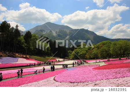 羊山公園芝桜の丘と武甲山（埼玉県秩父市） 16032391