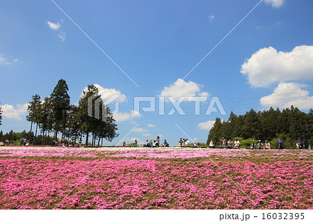 羊山公園芝桜の丘にて(埼玉県秩父市) 羊山公園芝桜の丘にて(埼玉県秩父市) 16032395