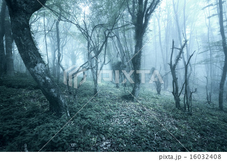 Trail through a mysterious dark forest in spring Trail through a mysterious dark forest in spring 16032408