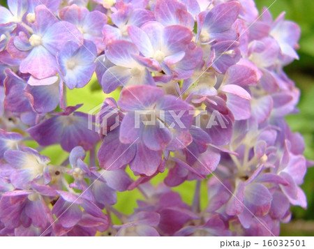 アジサイ 16032501