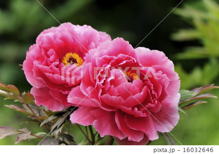 牡丹 牡丹 16032646