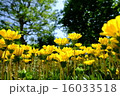 空へと伸びる黄色いガザニア 16033518