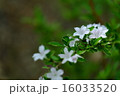 可憐な白丁花 16033520