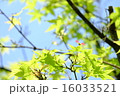 新緑の楓 16033521