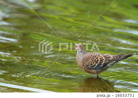 水辺のキジバト 16033751